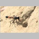 Ammophila sabulosa - Sandwespe 61-w01b 22mm beim Nestverschluss - OS-Wallenhorst Lehmkuhle.jpg